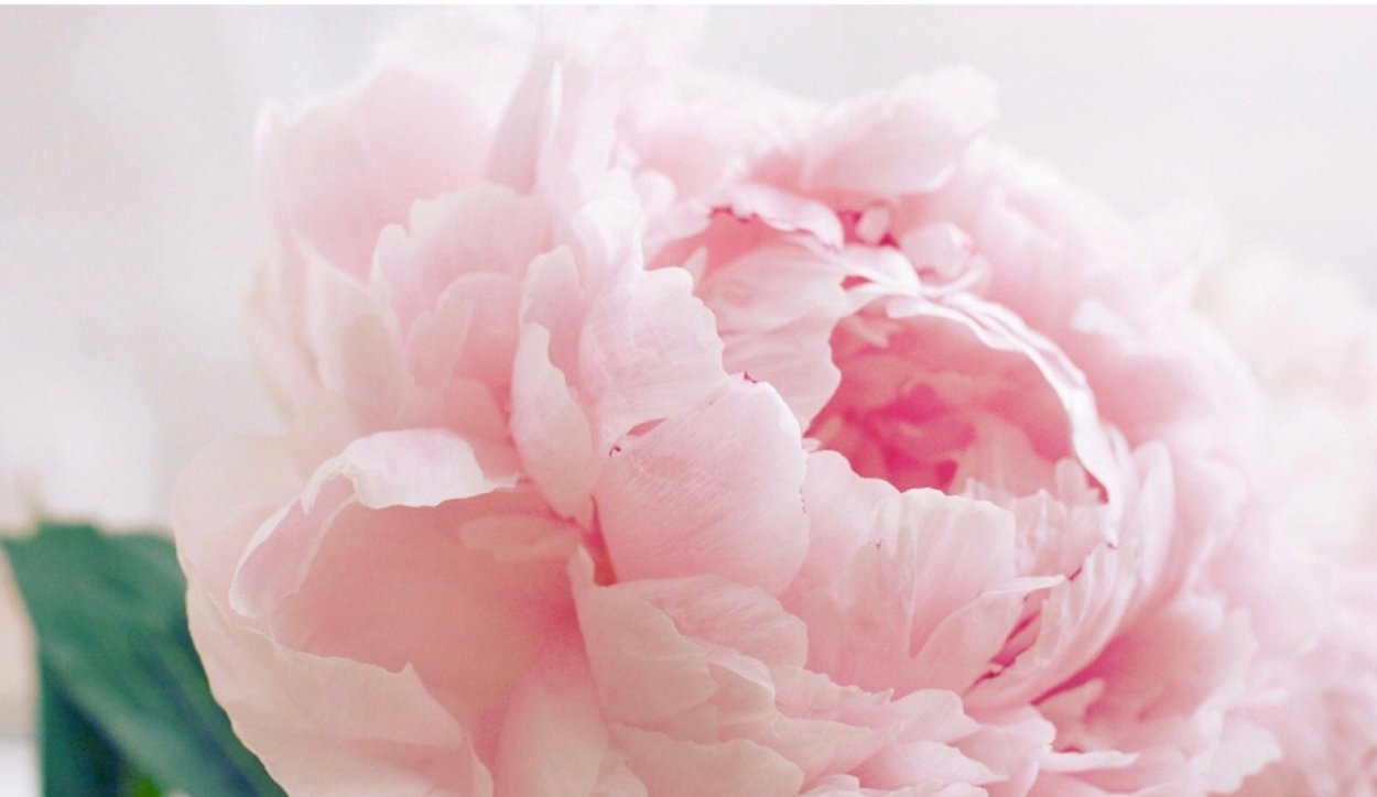 Нежные пионы