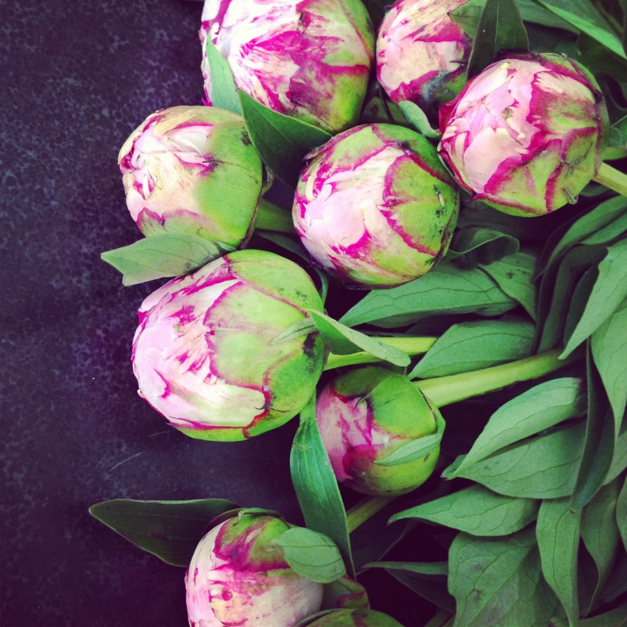 Полураспустившийся пион