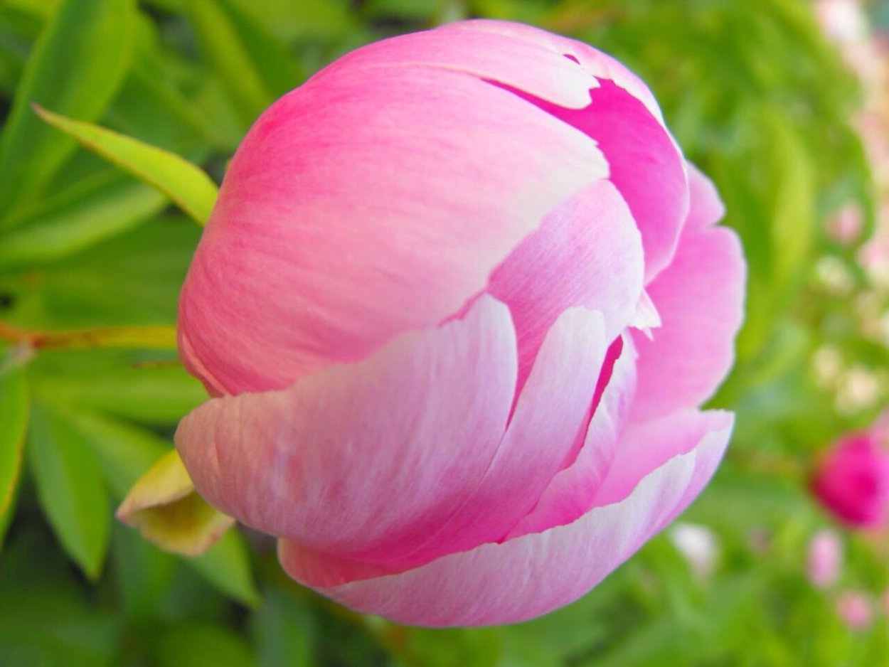 Полубутоны пиона