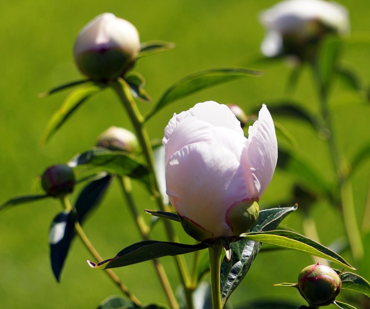 Grune Knospe пион