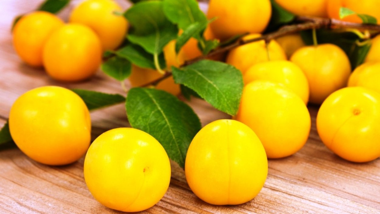 Физалис растение