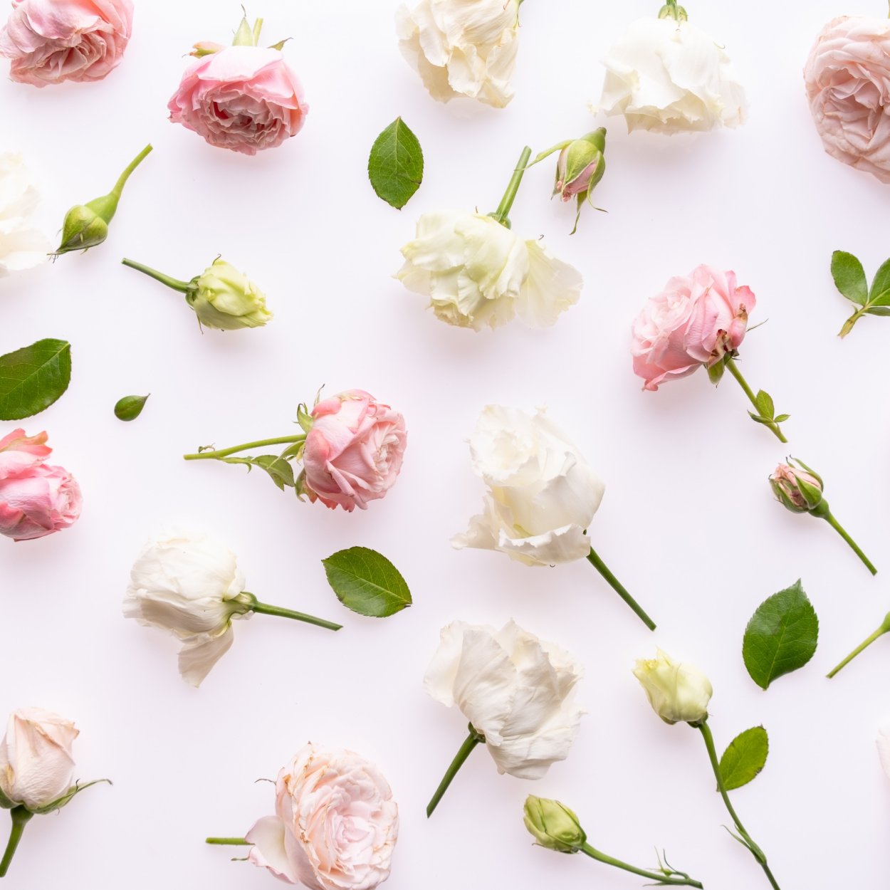 Пионовидные розы на белом фоне