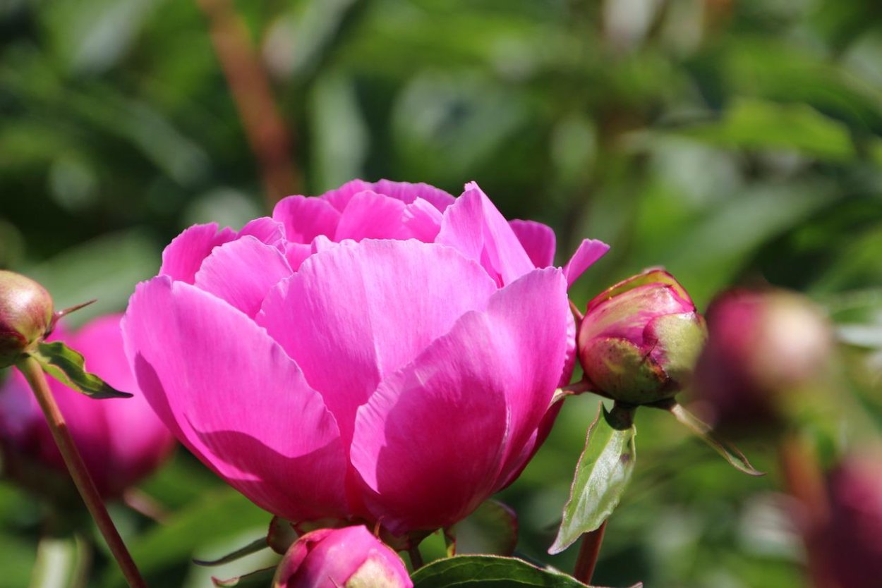 Полубутоны пиона