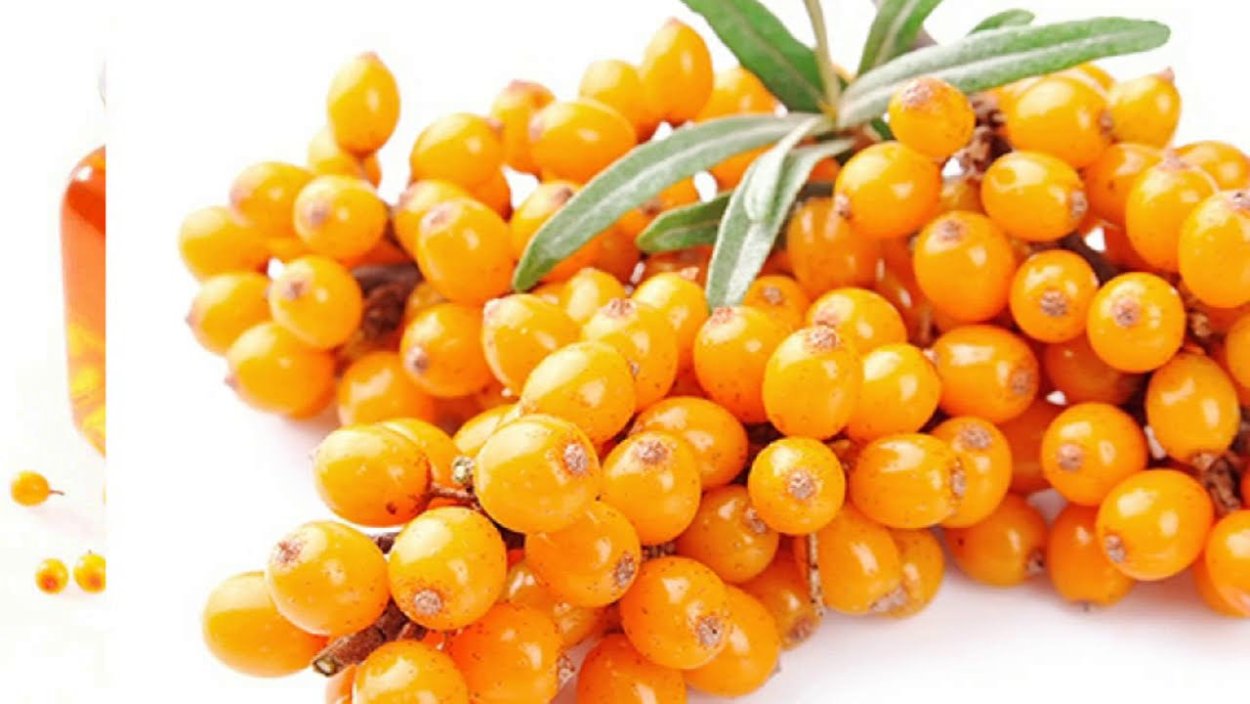 Нисперо мушмула