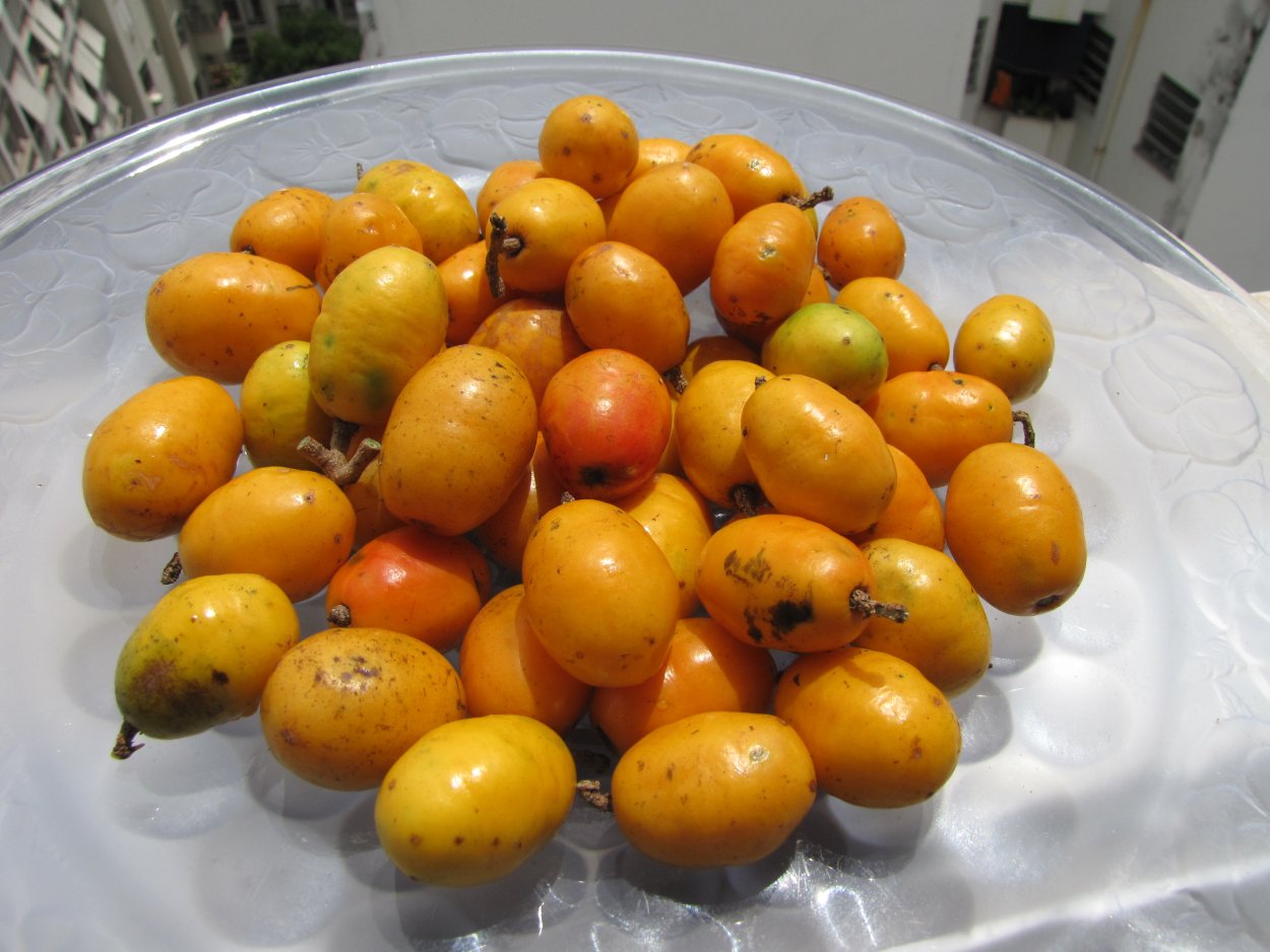 Паслен оранж Берри