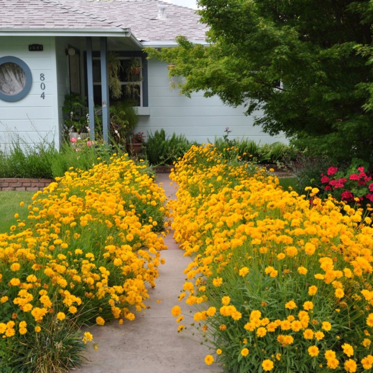 Аксамитки кореопсис