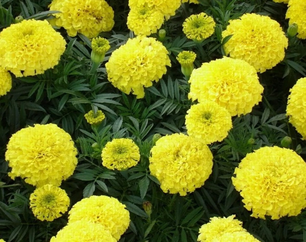 Бархатцы прямостоячие Антигуа Еллоу