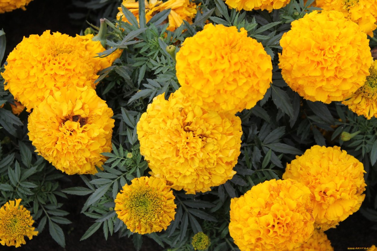 Бархатцы помпонные