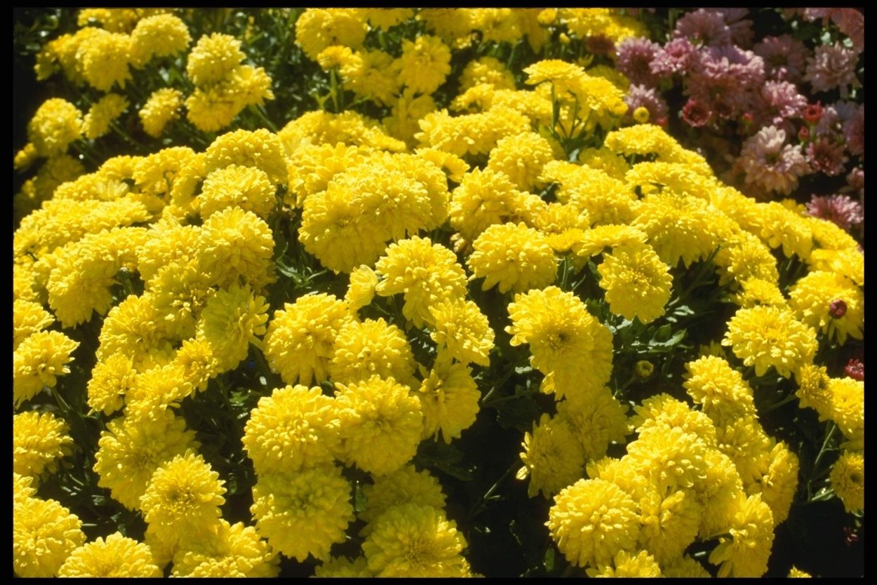 Хризантема помпонная желтая