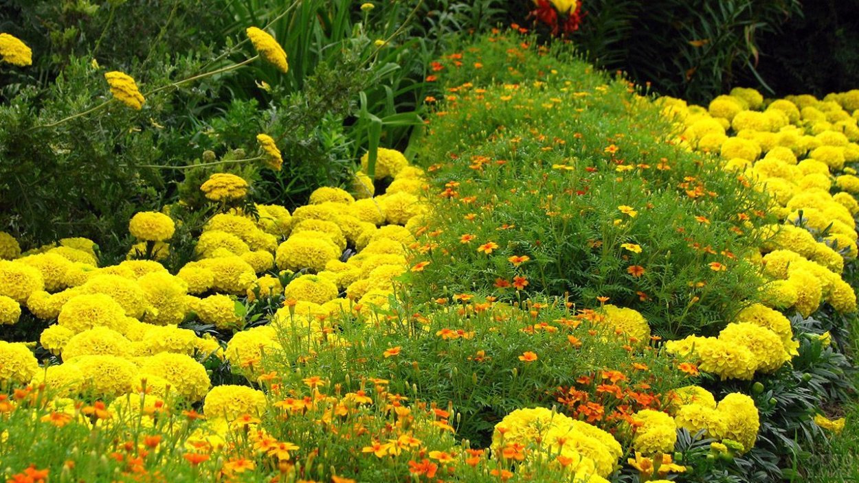 Бархатцы бордюрные низкорослые