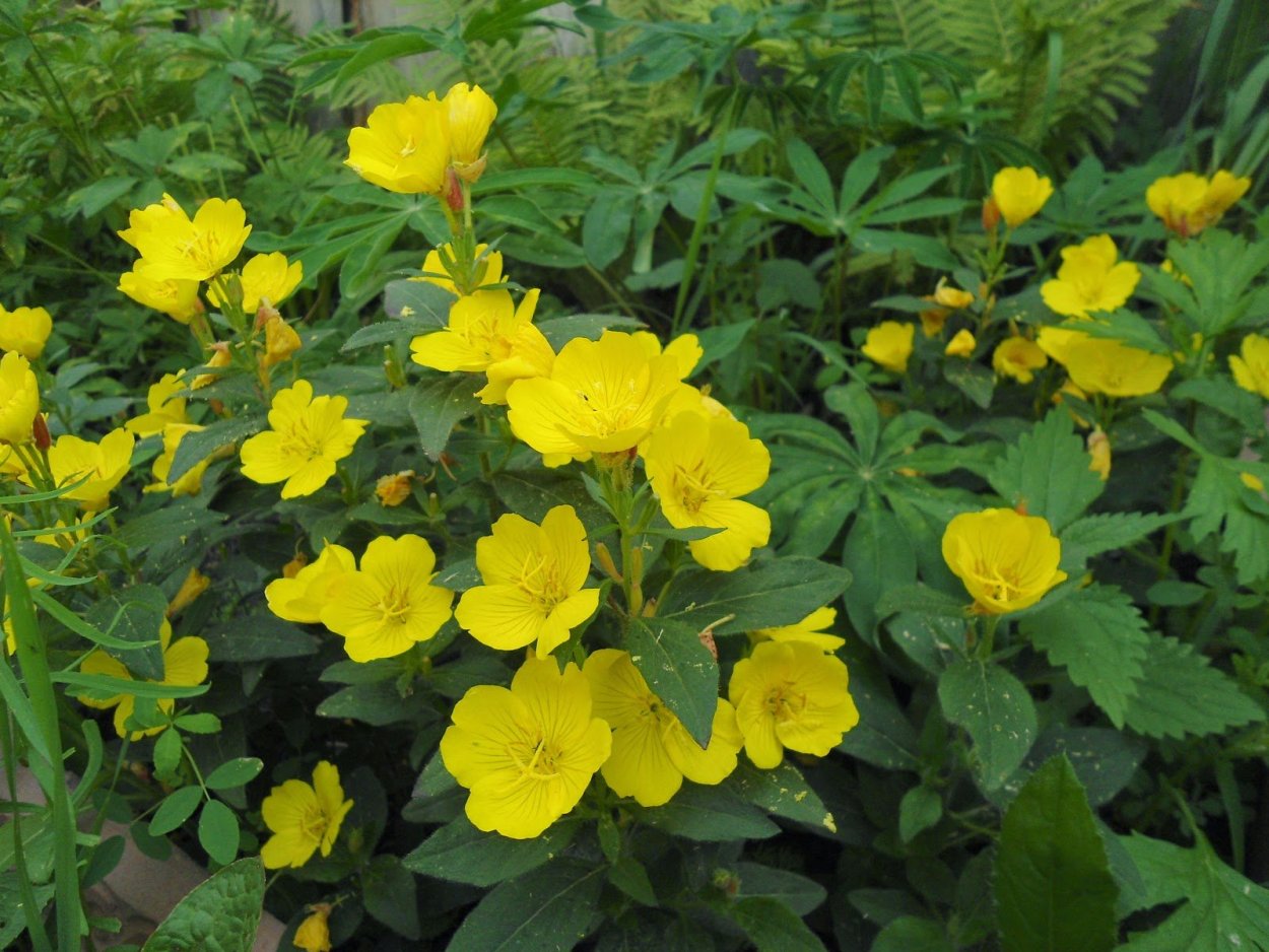 Желтые бордюрные цветы энотера