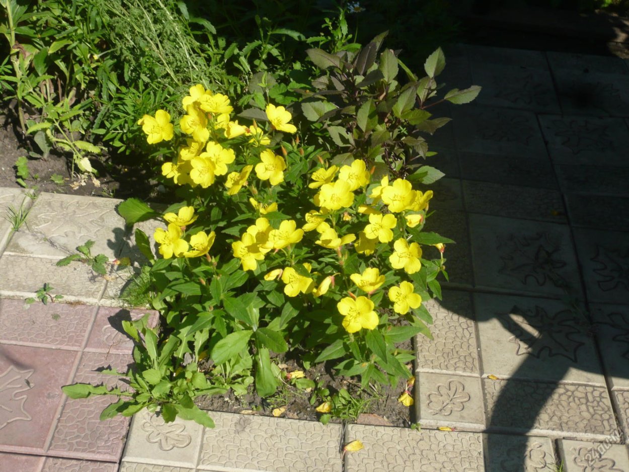 Энотера бордюрная