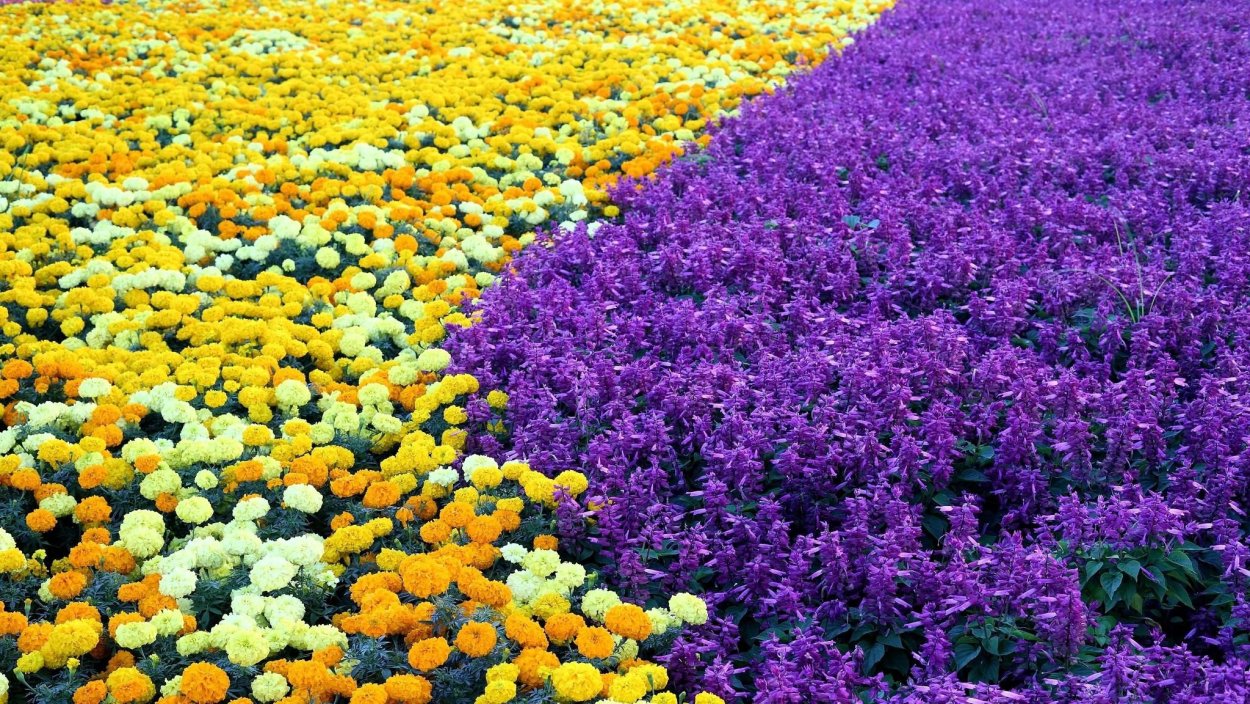 Сальвия и бархатцы на клумбе