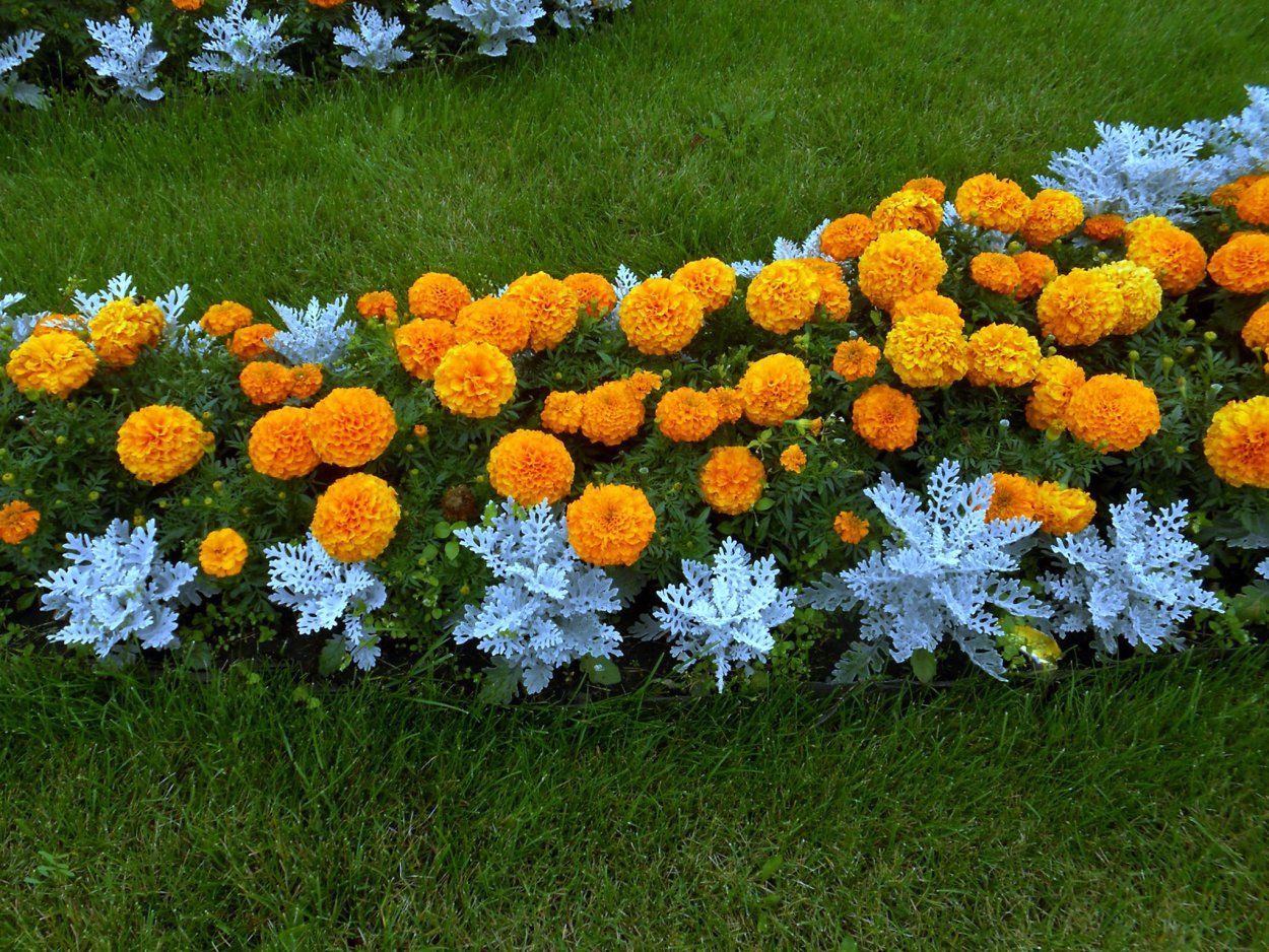 Агератум бархатцы цинерария