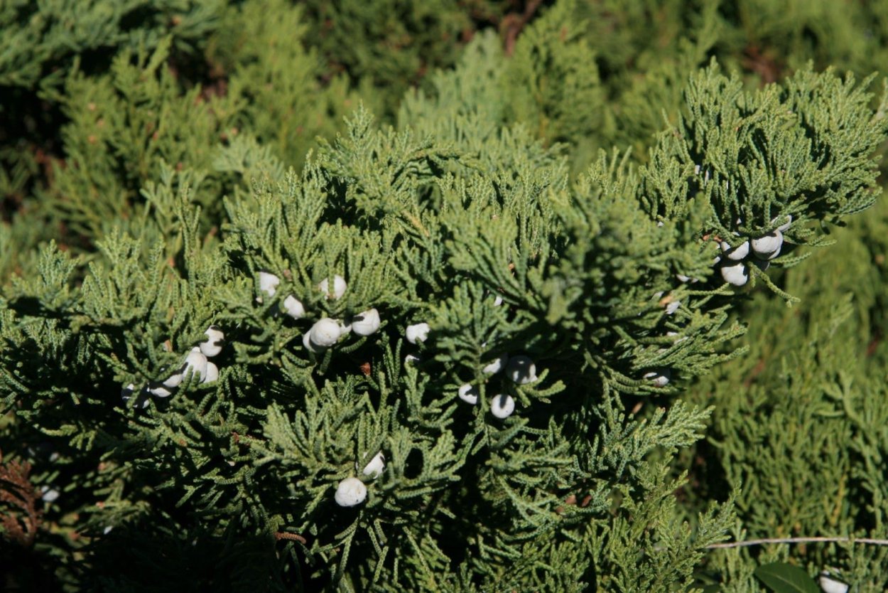 Можжевельники в Иране