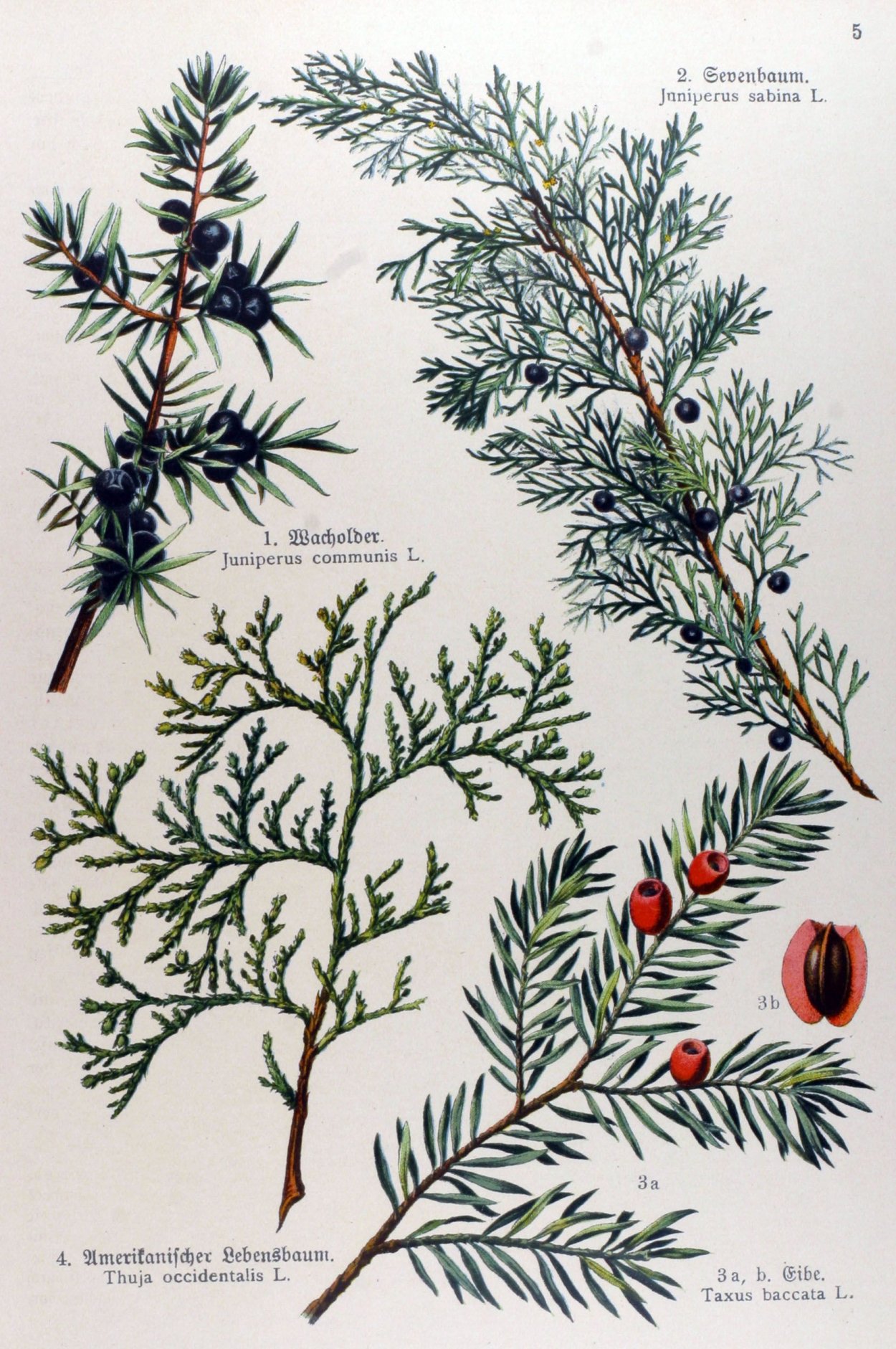 Можжевельник обыкновенный Верес