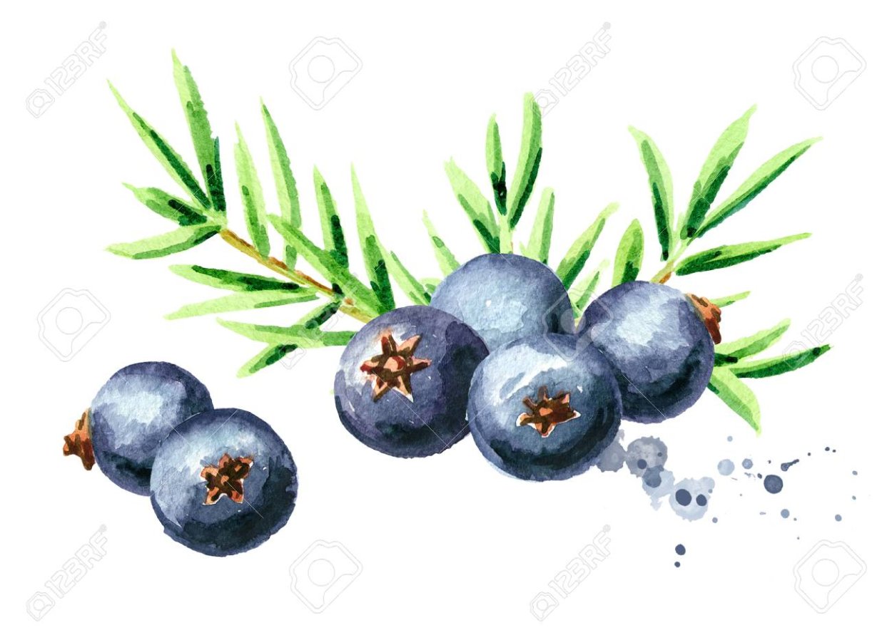 Juniperus phoenicea дерево