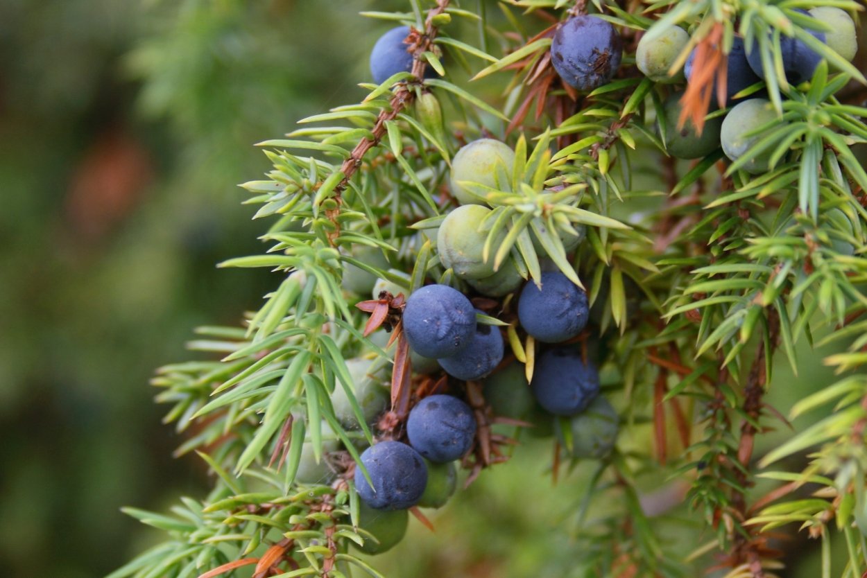 Можжевельник обыкновенная Ботаническая иллюстрация