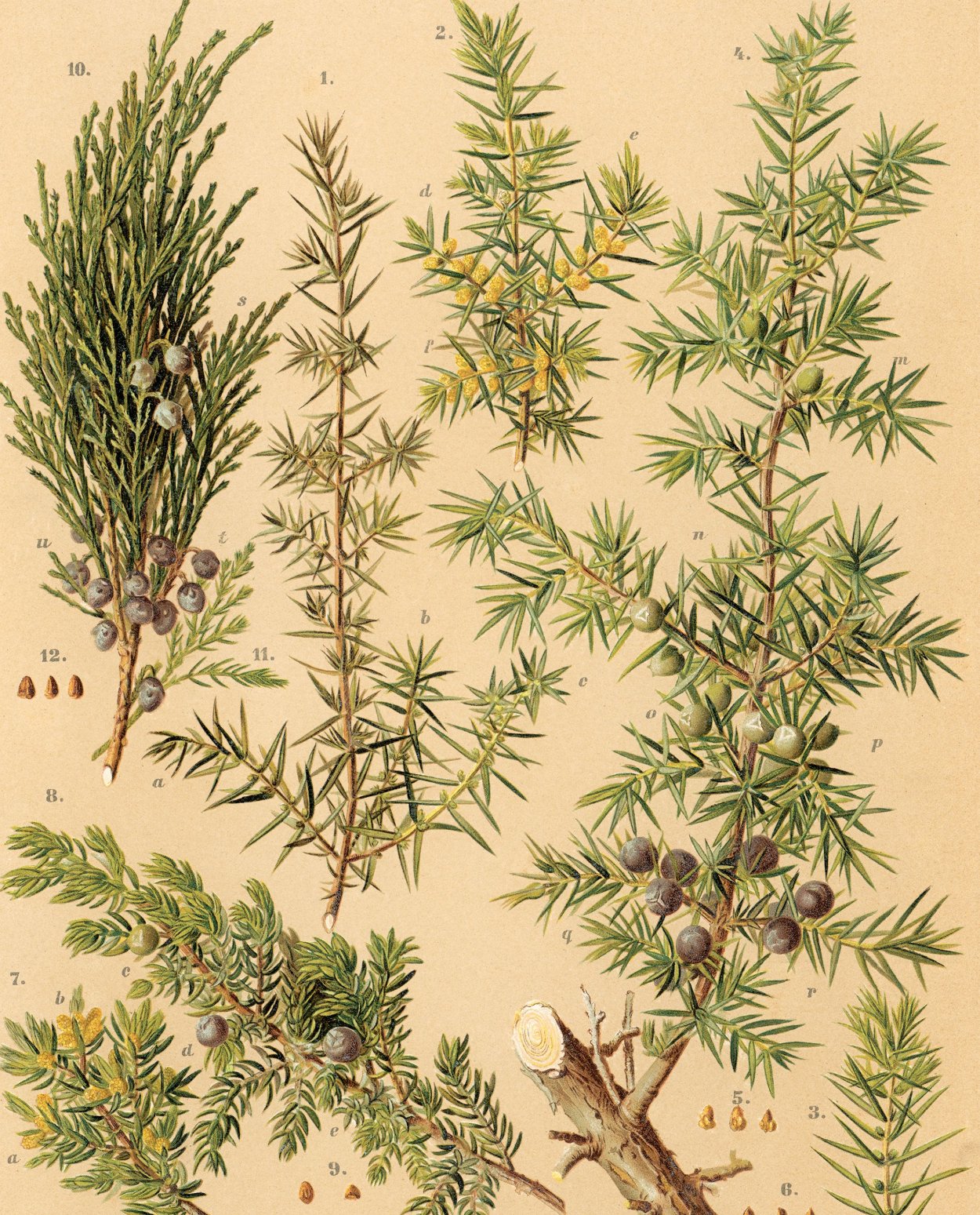 Можжевельник горизонтальный Блю чип вид сверху