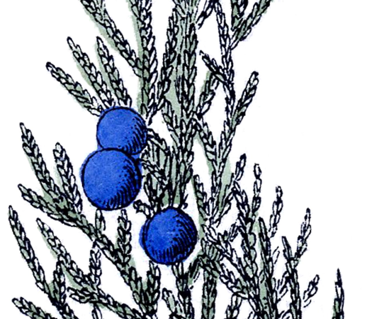 Можжевельник арт