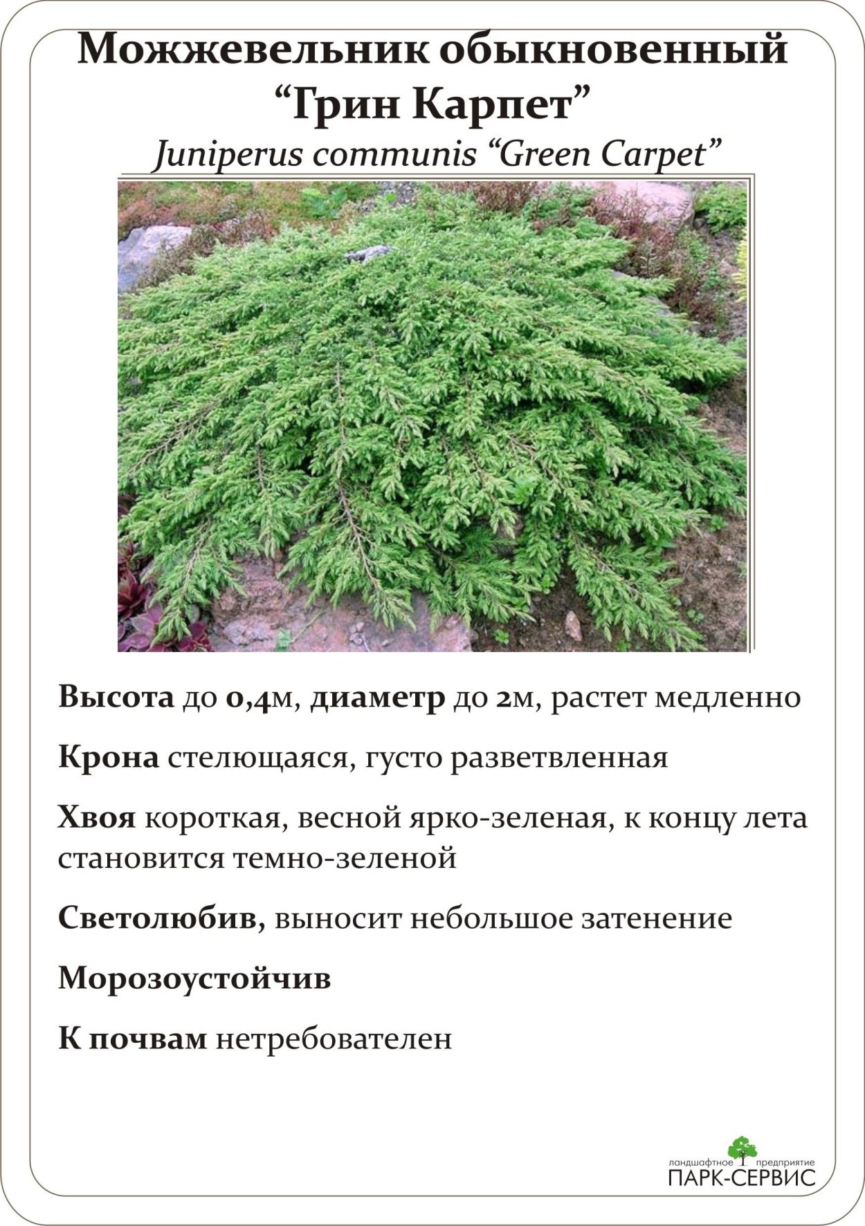 Туя Смарагд,можжевельник казацкий,Горная сосна-клумба