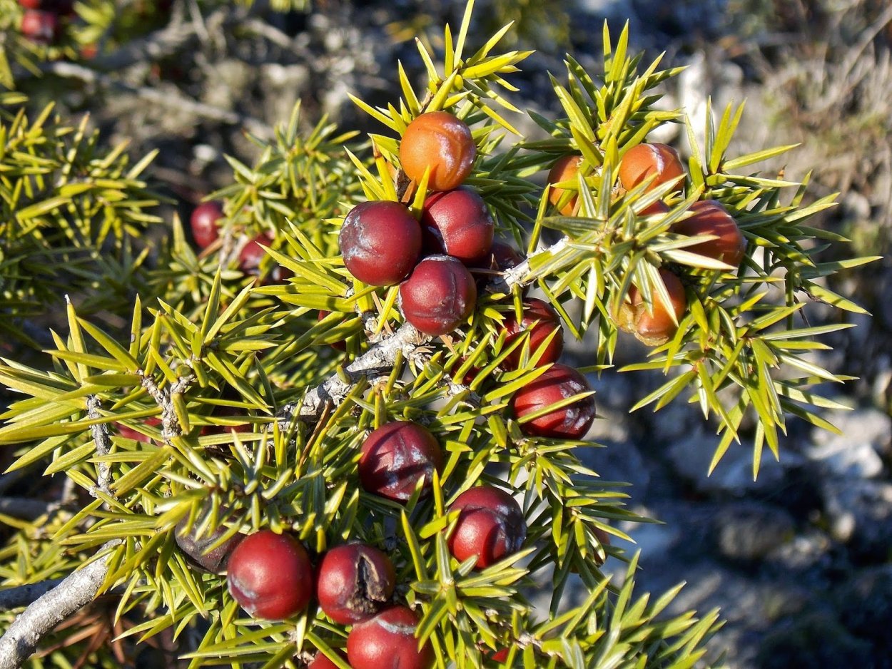 Можжевельник ягода