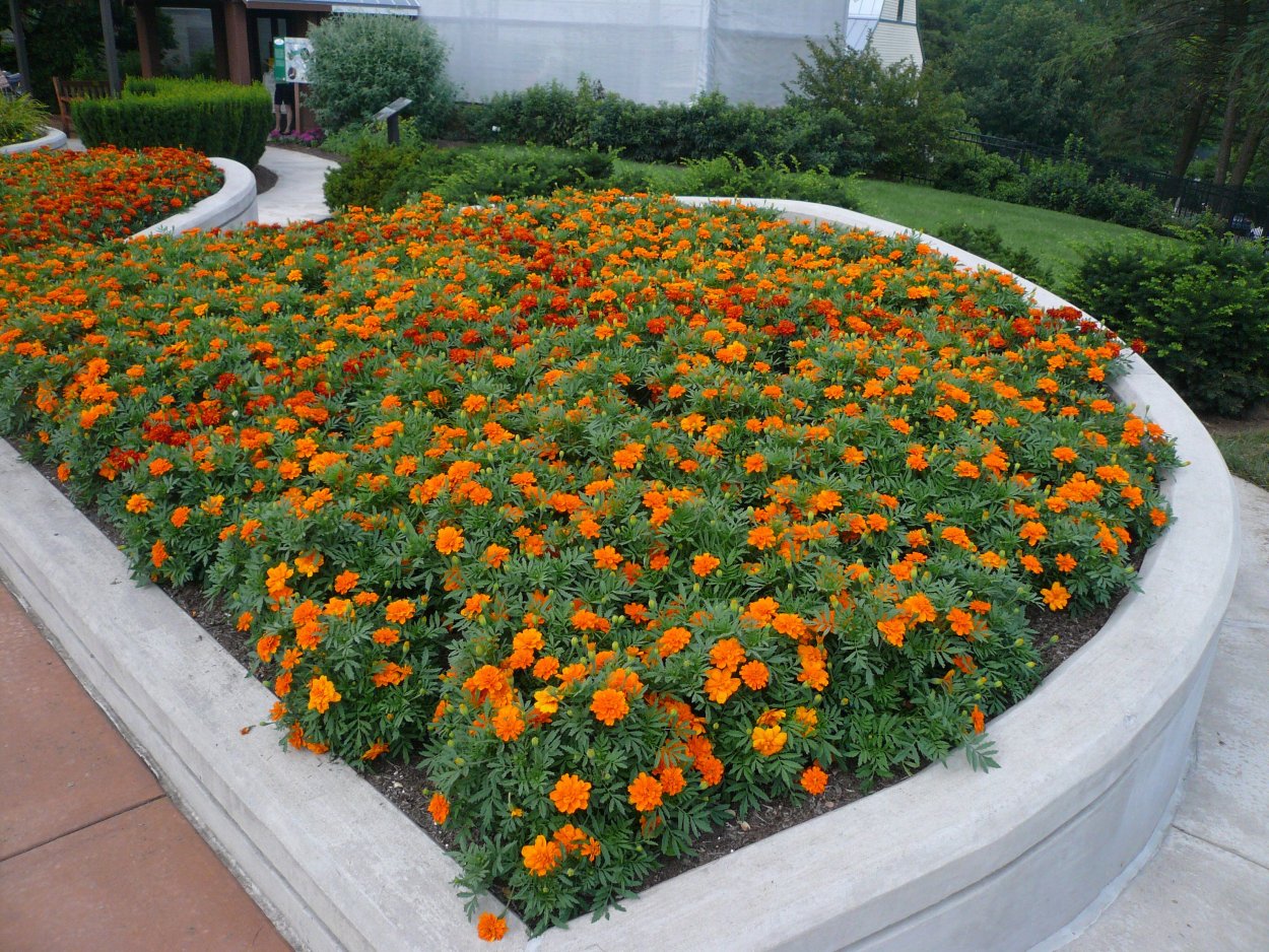 Бархатцы бордюрные низкорослые