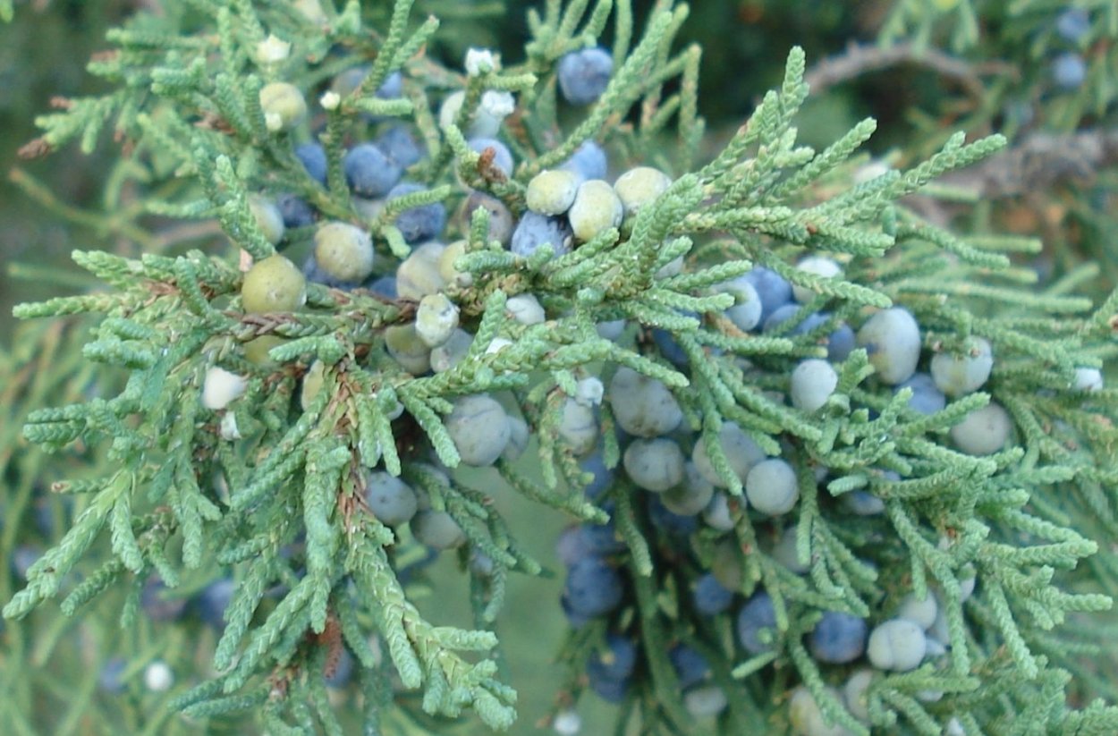 Можжевельник вектор