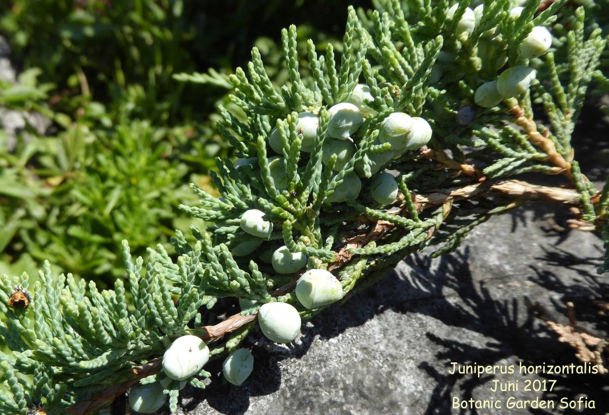 Шишкоягоды можжевельника