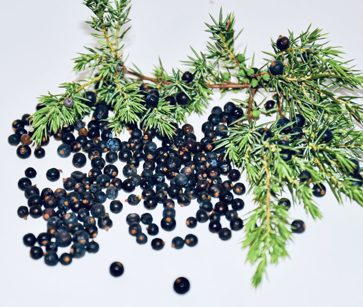 Шишкоягоды можжевельника