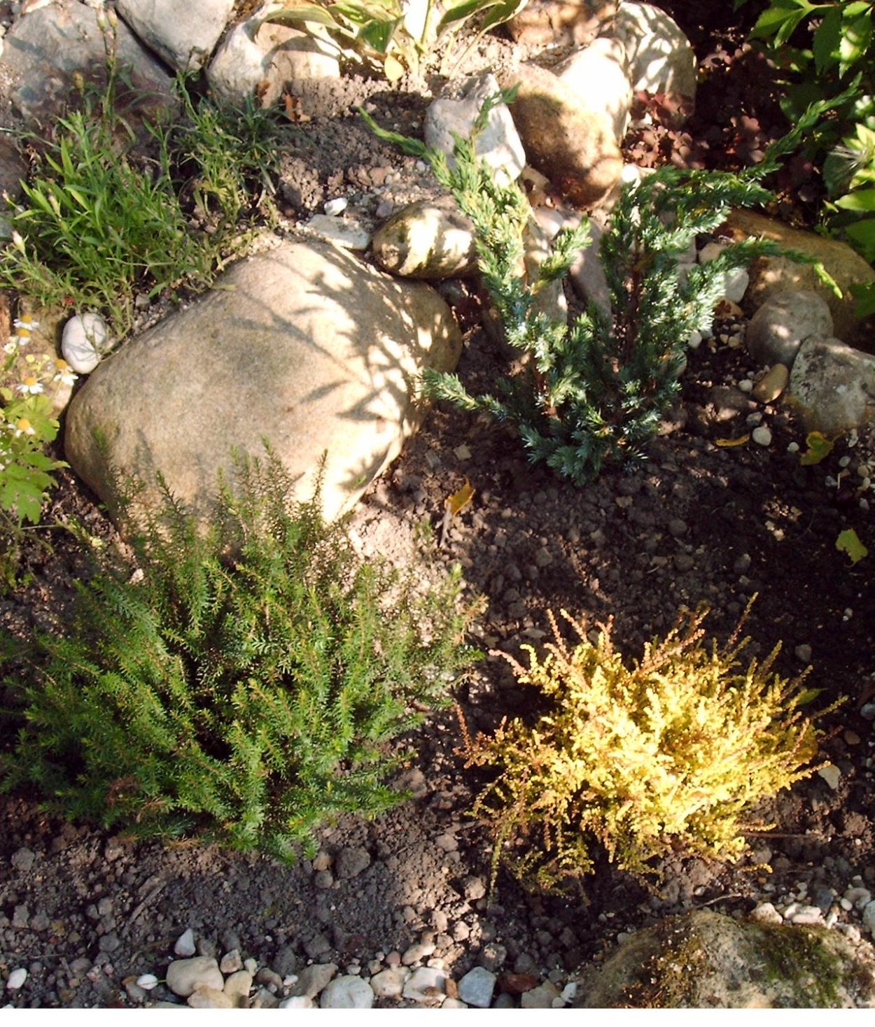 Вереск и можжевельник