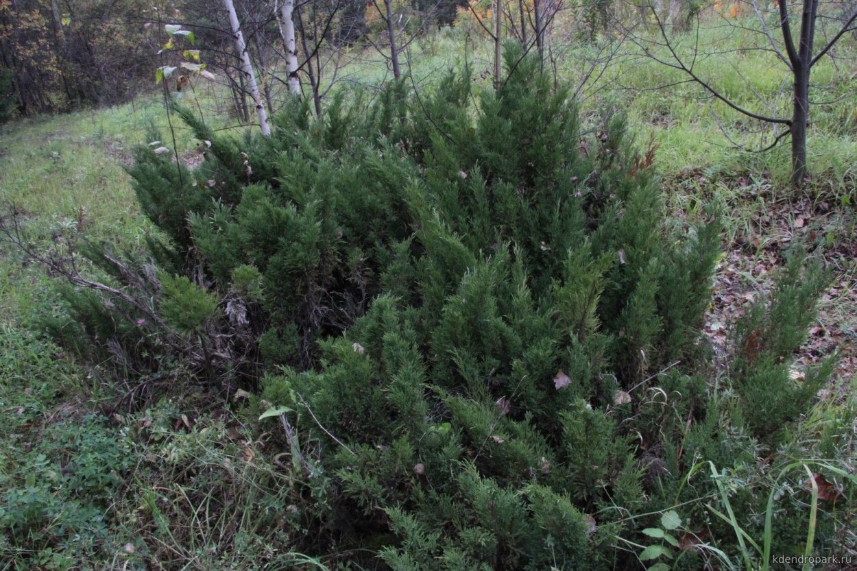 Можжевельник обыкновенный Верес