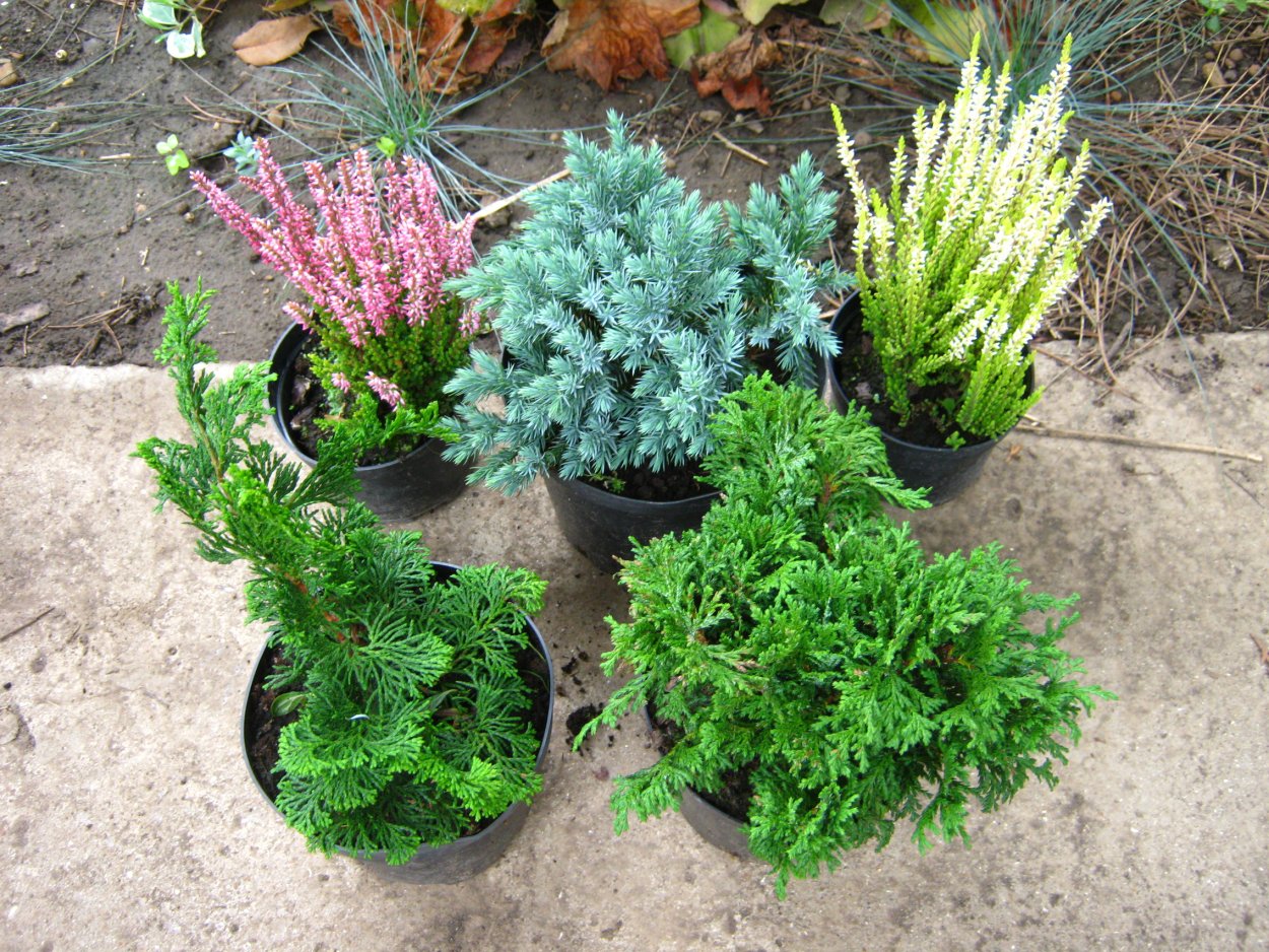 Кипарисовик Блю Стар