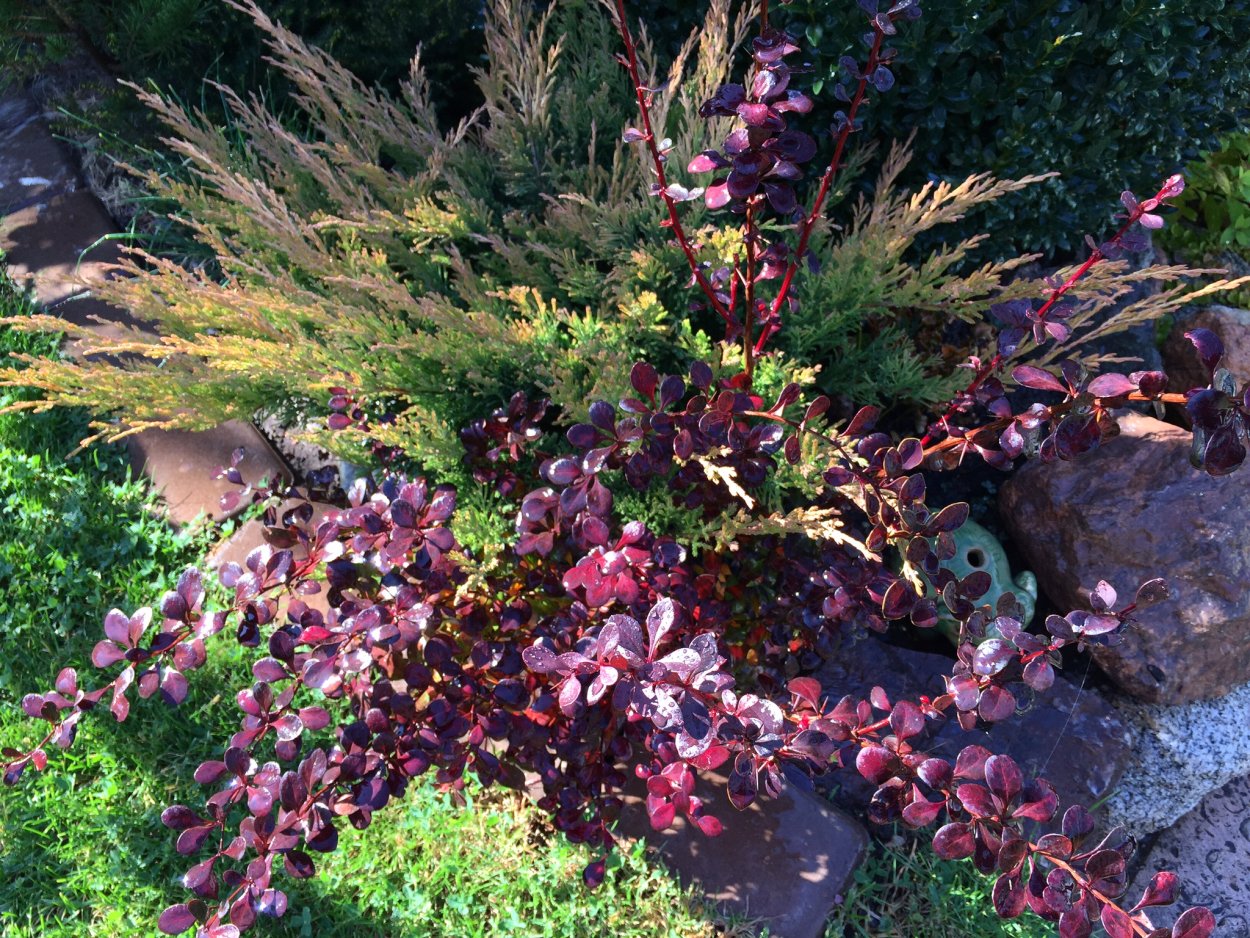 Барбарис.Тунберга рокарий