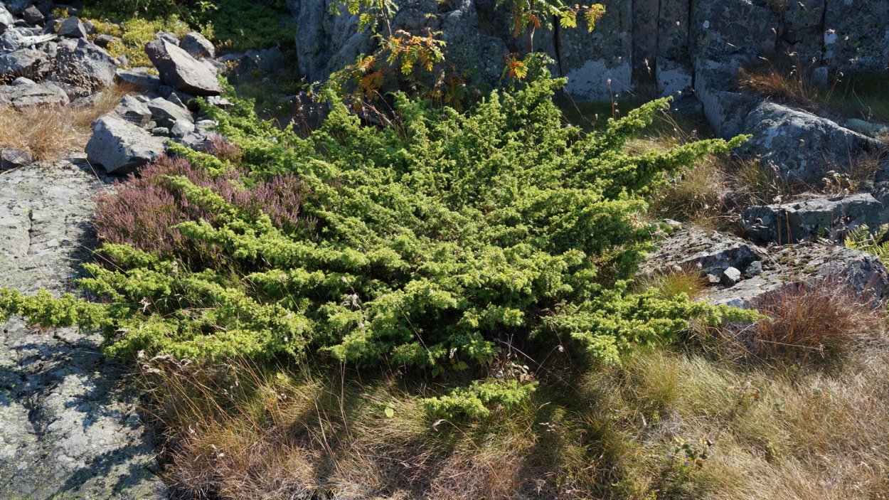 Вереск и можжевельник