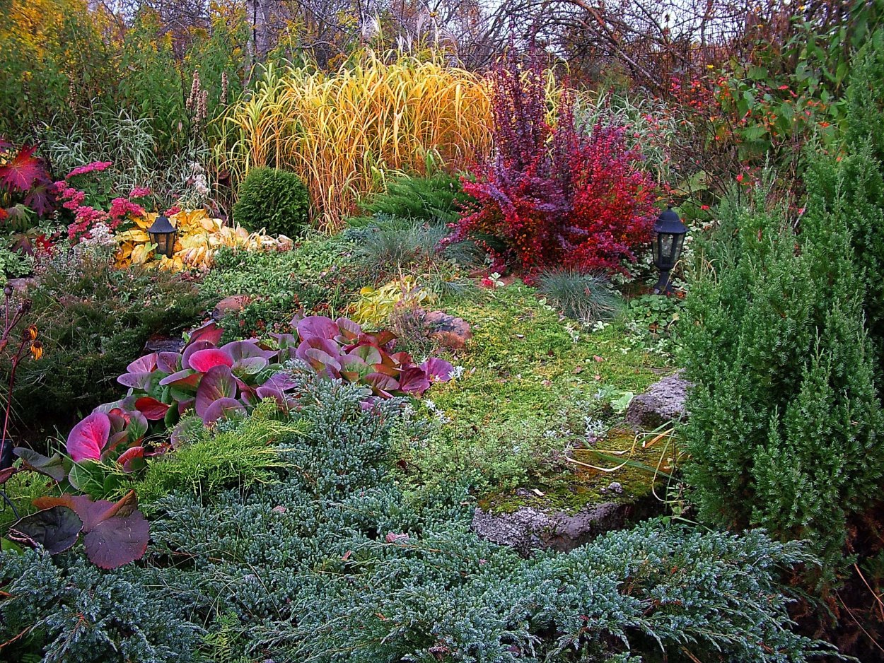 Барбарис Адмирейшн миксбордер