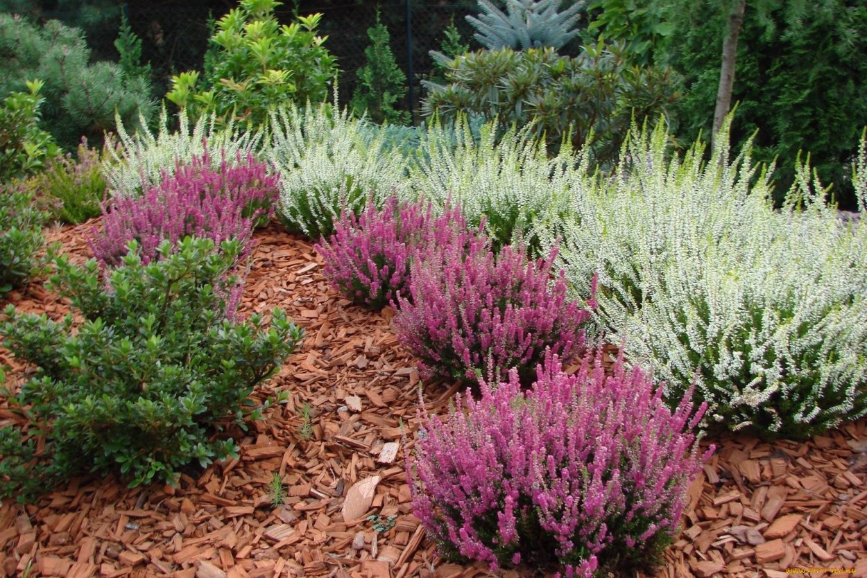 Вереск Сильвер Найт