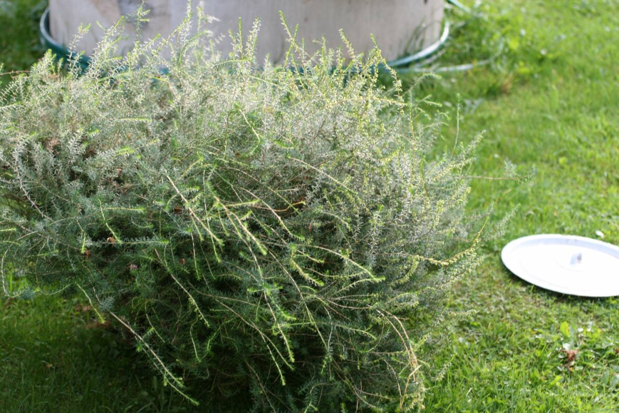 Вереск и можжевельник