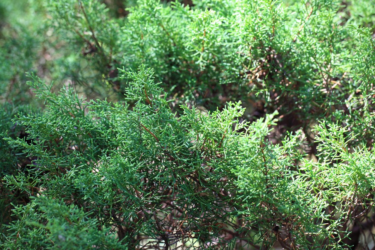 Вереск хвойный кустарник