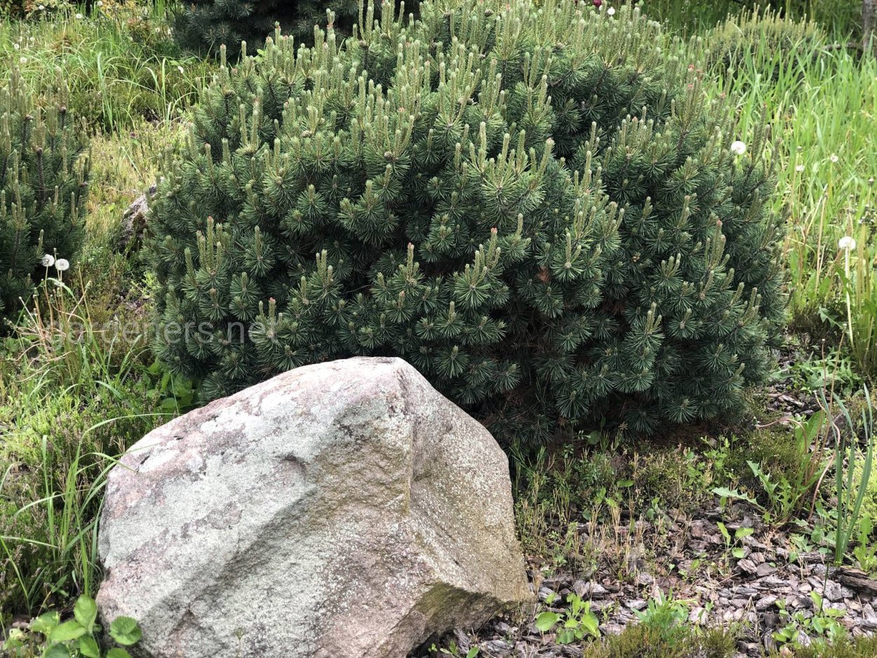 Вереск хвойный кустарник