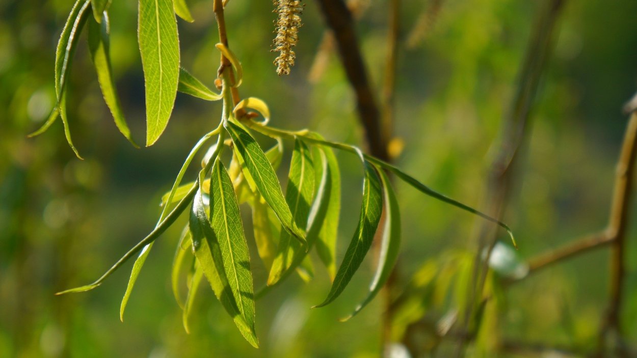 Ивовые ветки