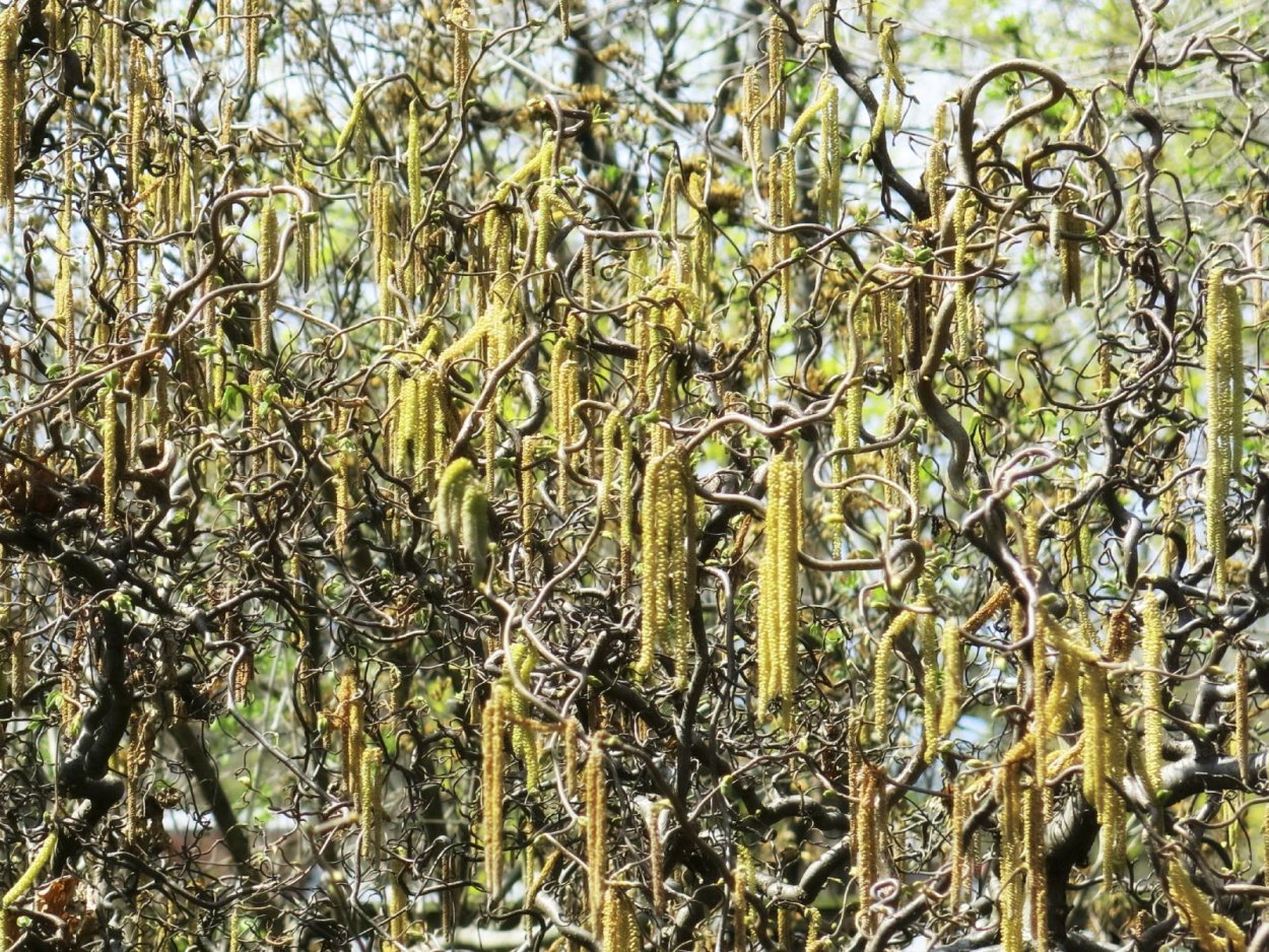 Ива Извилистая Матсудана болезни