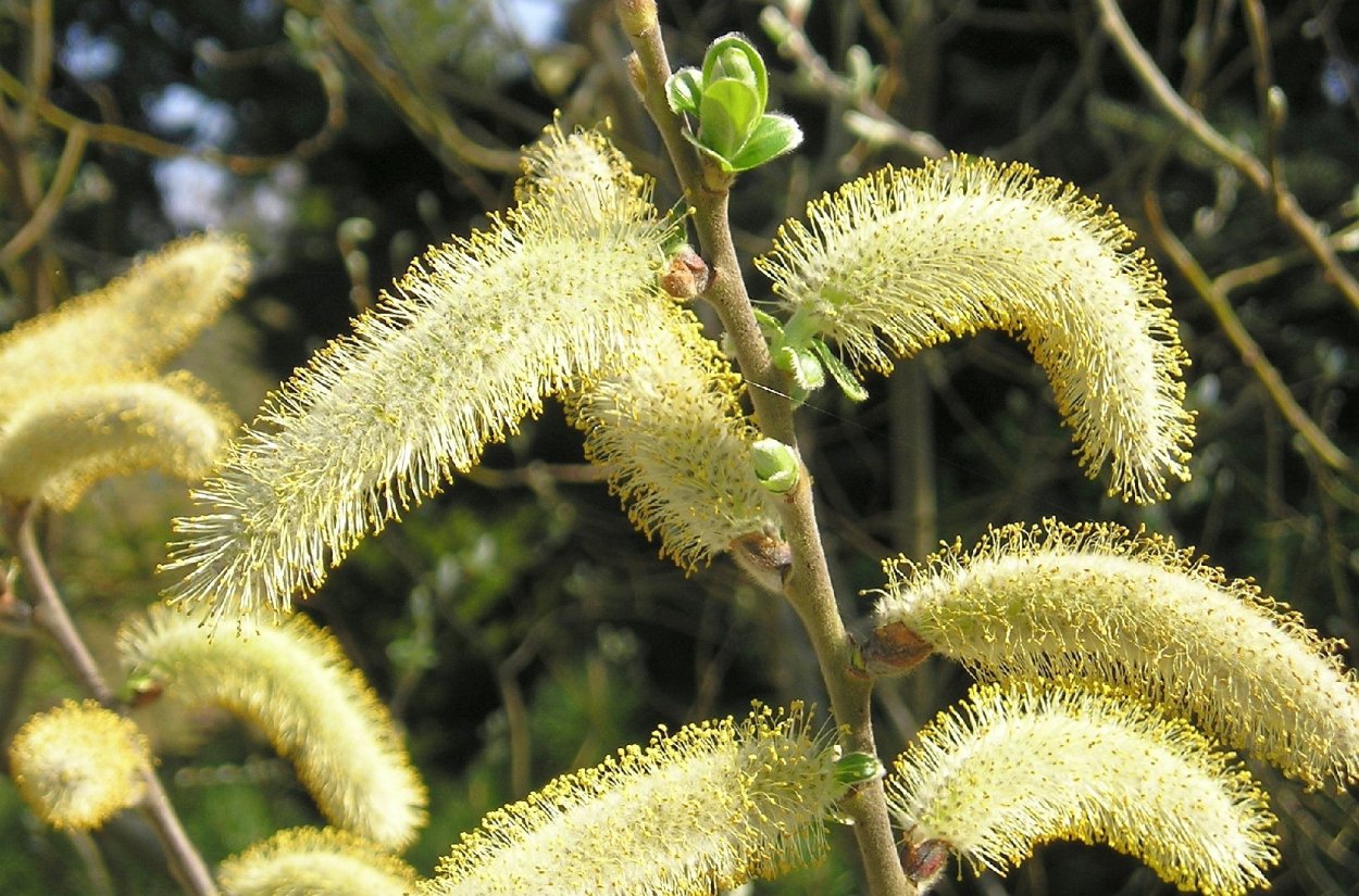 Salix х finmarchica