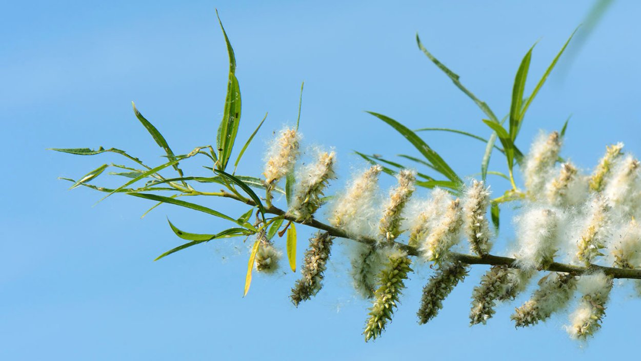 Верба пушистая на зелёном фоне