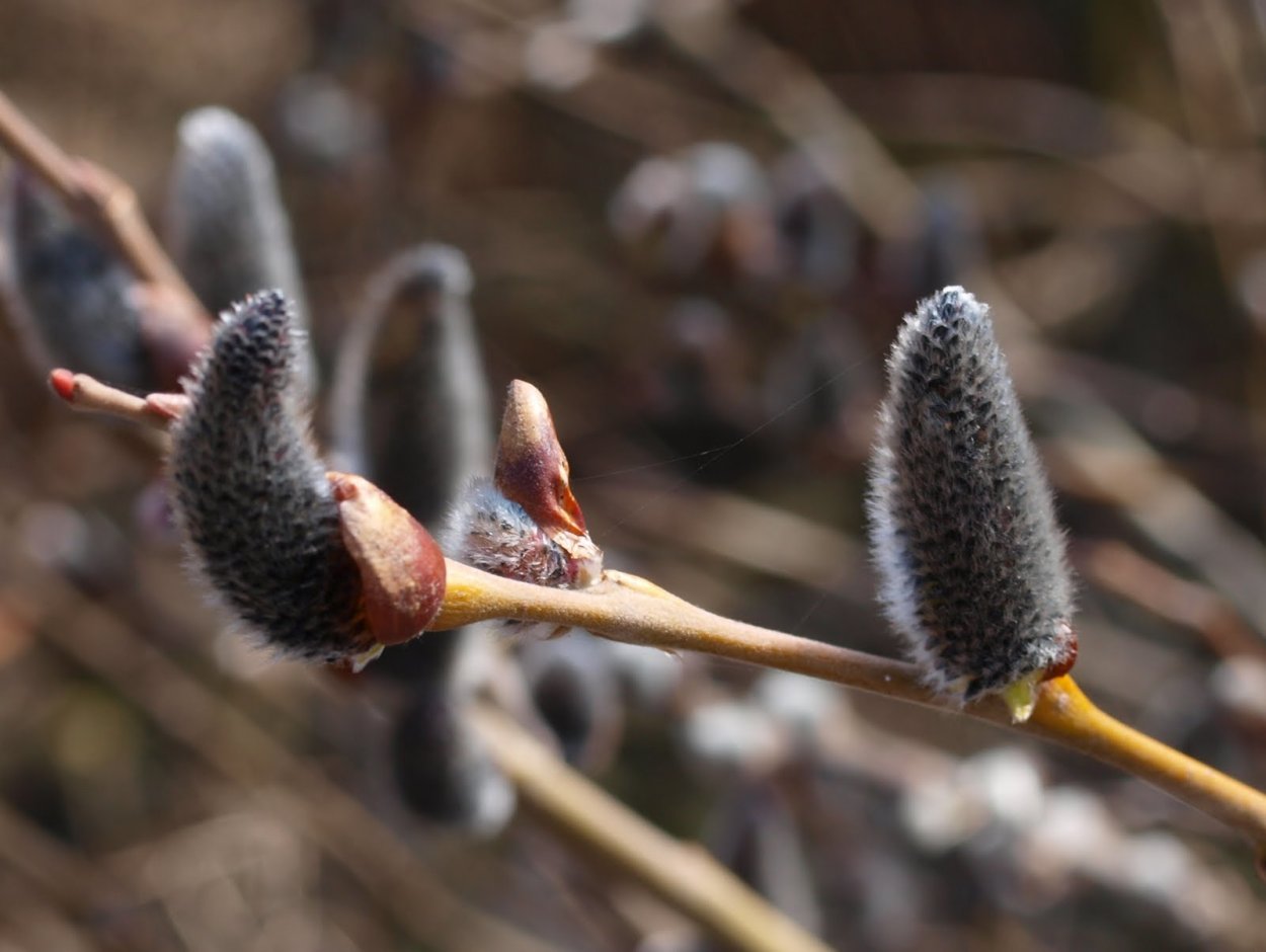 Верба чернотал