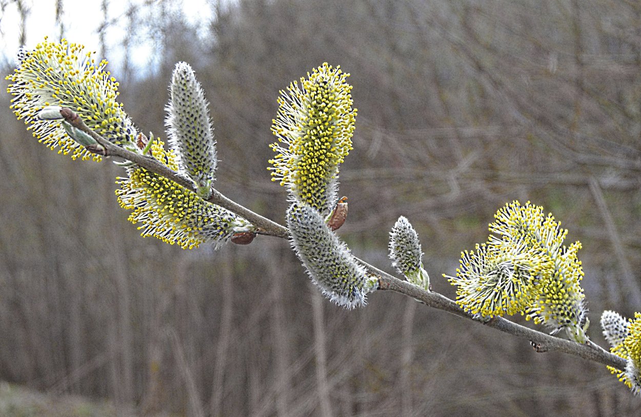 Лилия Верба ольха