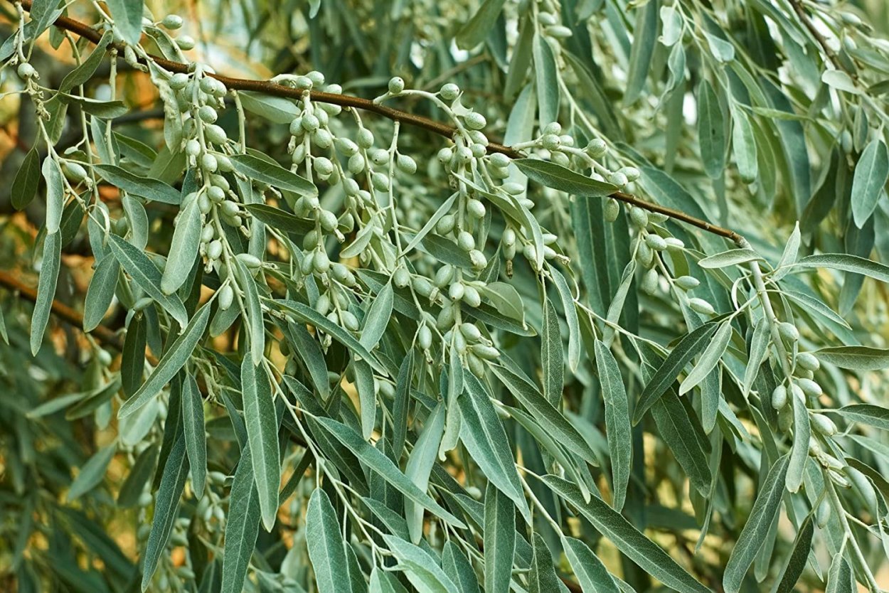 Олива иволистная