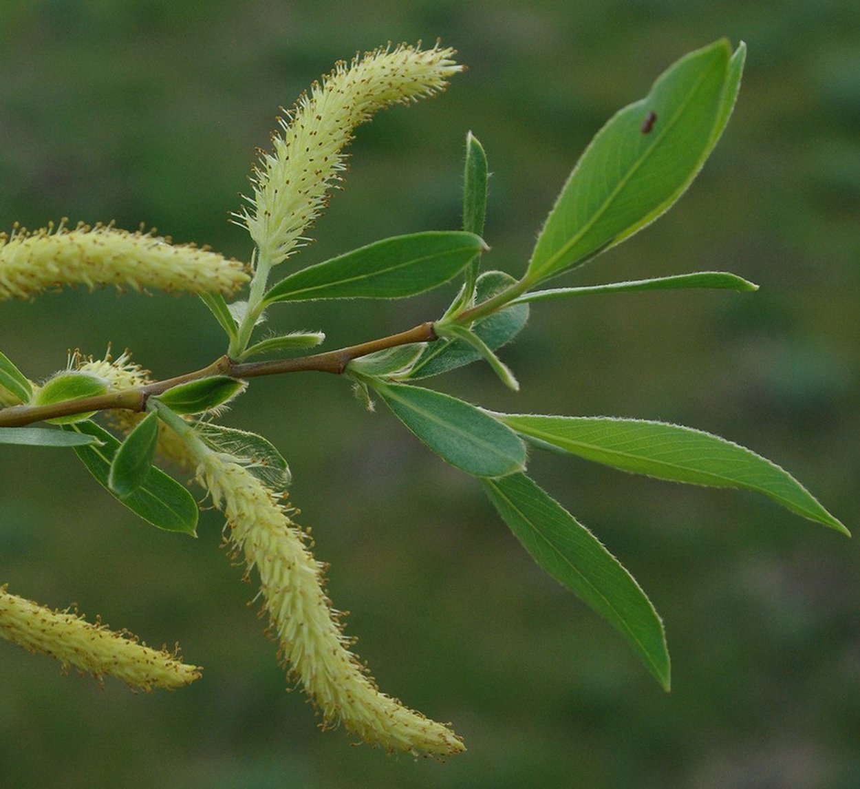 Ива ломкая (Salix fragilis l.)