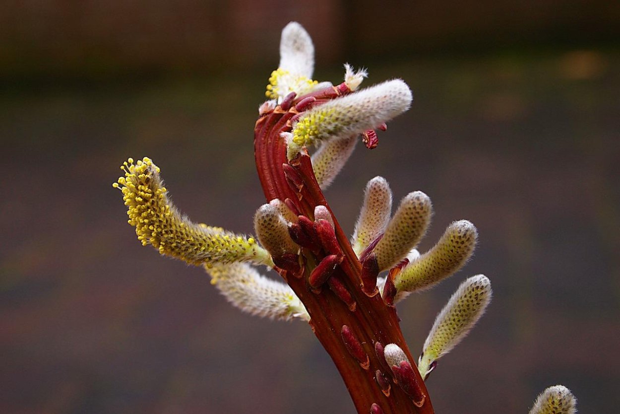 Тычинки ивы