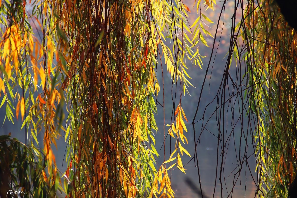 Ивовый цвет